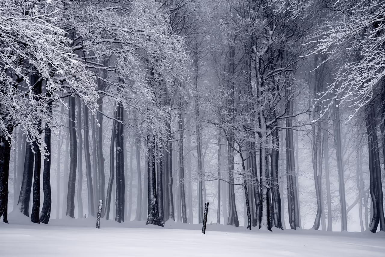 Trees with Snow