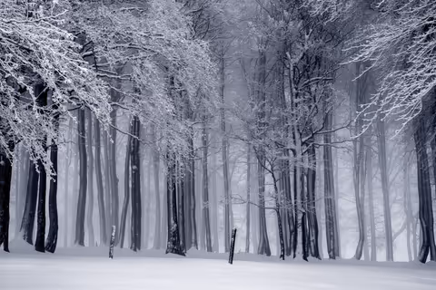 Trees with Snow